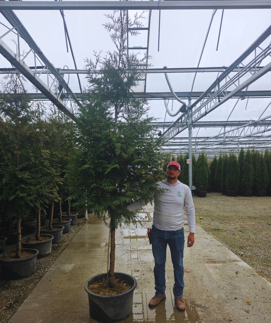 Mature Tree Giant Arborvitae crop
