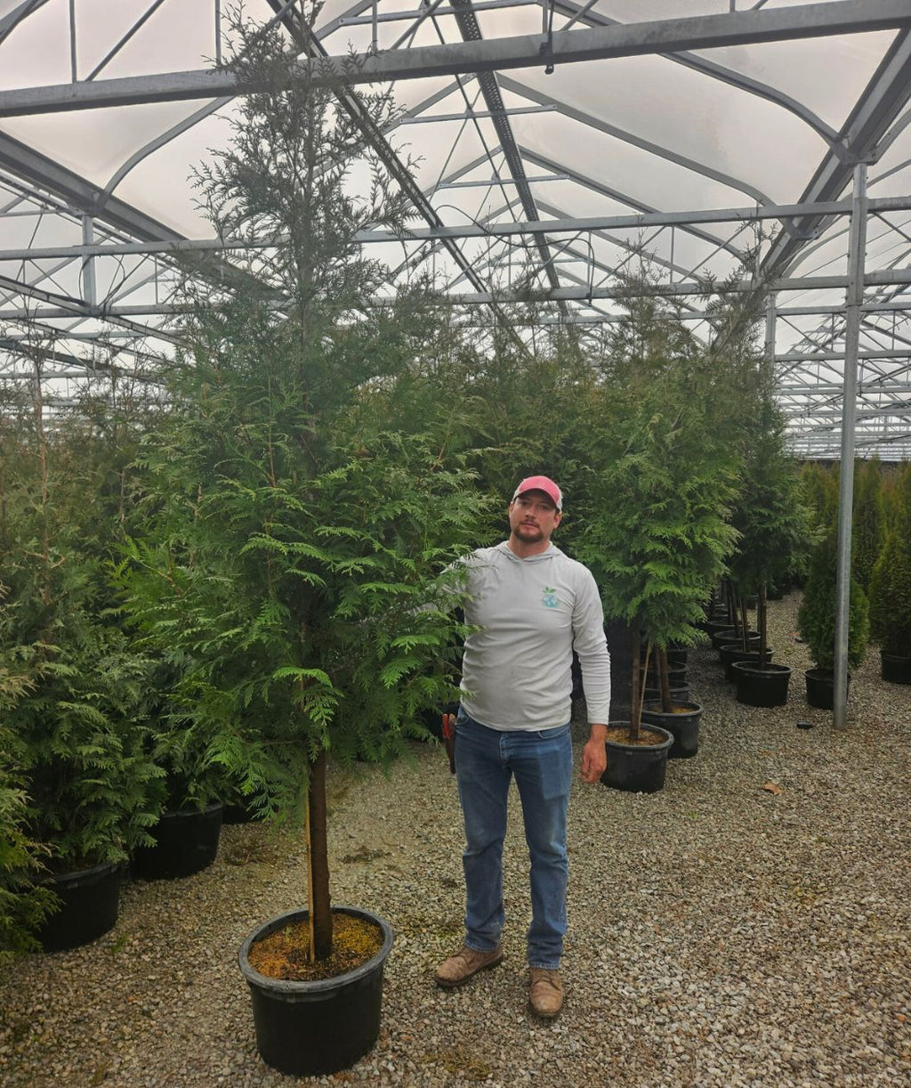 Big and tall tree giant arborvitae delivered directly to your door