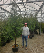 Big and tall tree giant arborvitae delivered directly to your door