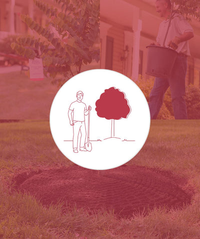save on trees purchased online and add our planting services for your big and tall trees