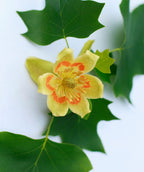 A closeup of the six-petaled, tulip-shaped, canary yellow flower of the Little Volunteer Tulip Tree with a bright orange stripe on each petal and the dark green leaves behind it.