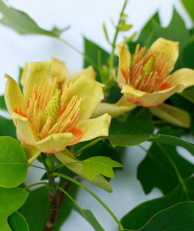 A closeup of the six-petaled, tulip-shaped, canary yellow flowers of the Little Volunteer Tulip Tree with a bright orange stripe on each petal and the dark green leaves behind it.