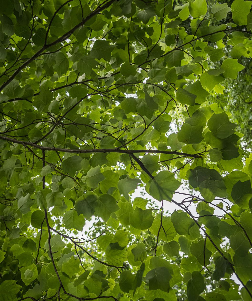 A view looking up into the branching of the Little Volunteer Tulip Poplar tree, showing the bright to dark green, large four-pointed foliage against the bright sky