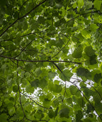 A view looking up into the branching of the Little Volunteer Tulip Poplar tree, showing the bright to dark green, large four-pointed foliage against the bright sky