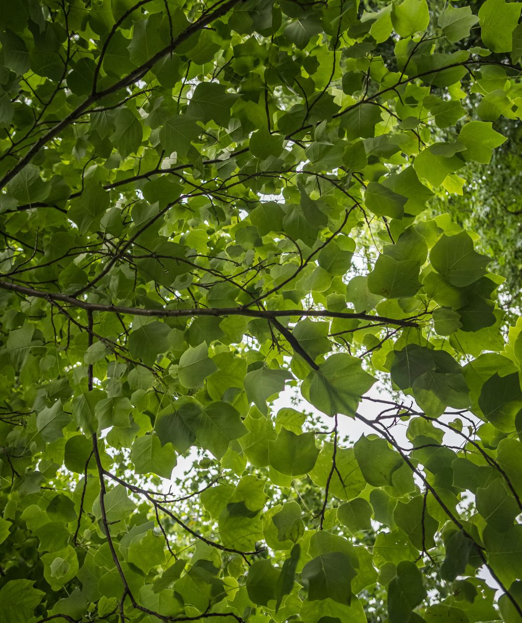 A view looking up into the branching of the Little Volunteer Tulip Poplar tree, showing the bright to dark green, large four-pointed foliage against the bright sky