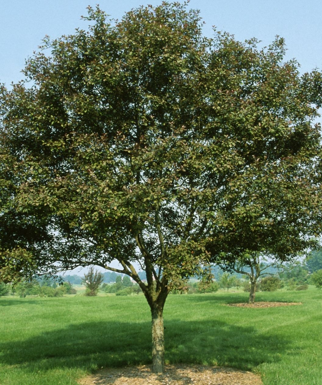 Mature Velvet Pillar Crabapple planted in the landscape covered in the dark green leaves