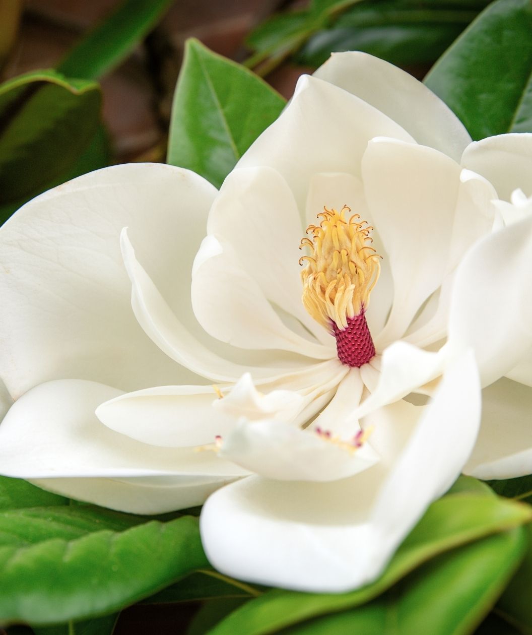 Victoria Southern Magnolia