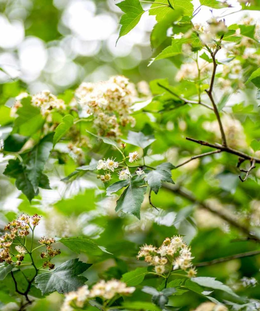 Washington Hawthorn