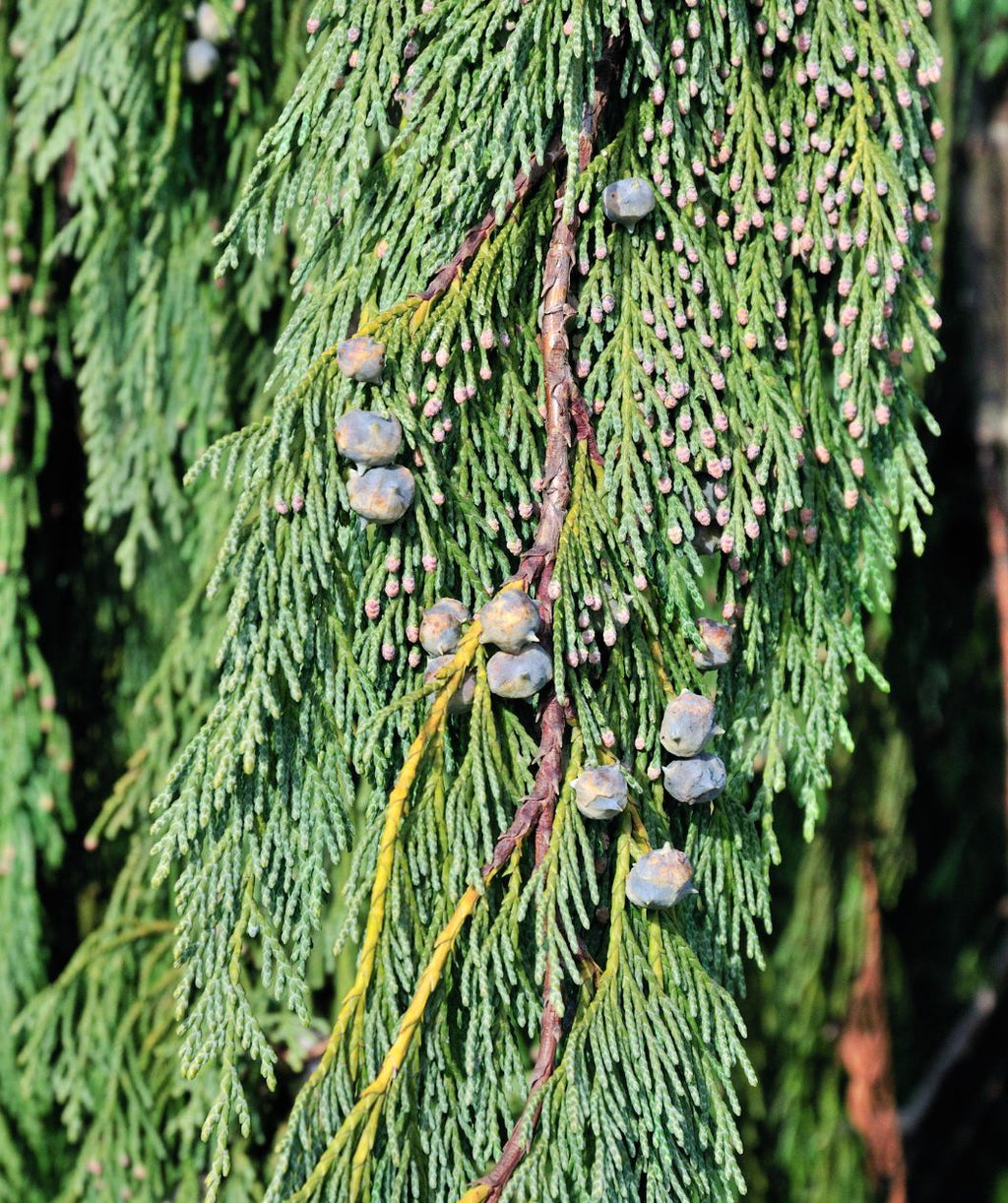 A closeup of the weeping green foliage and the blueish gray inedible berries against the foliage of the Weeping Alaskan Cedar