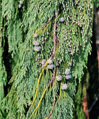 A closeup of the weeping green foliage and the blueish gray inedible berries against the foliage of the Weeping Alaskan Cedar