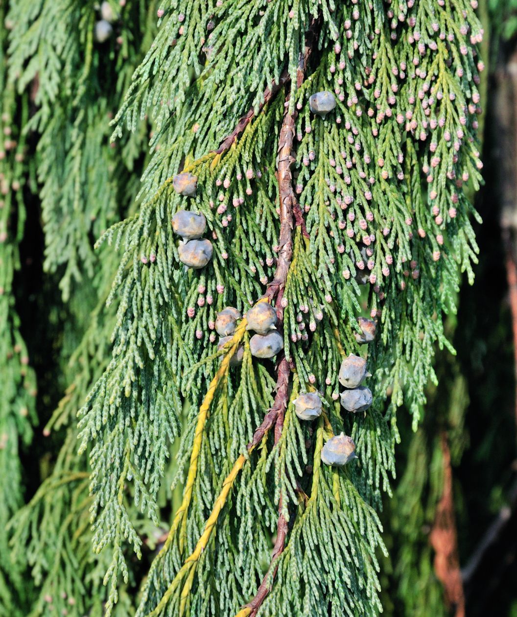 A closeup of the weeping green foliage and the blueish gray inedible berries against the foliage of the Weeping Alaskan Cedar