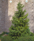 A large Weeping Alaskan Cedar planted in a landscape against a stone building, showing off the pyramidal shape and evergreen, weeping green foliage
