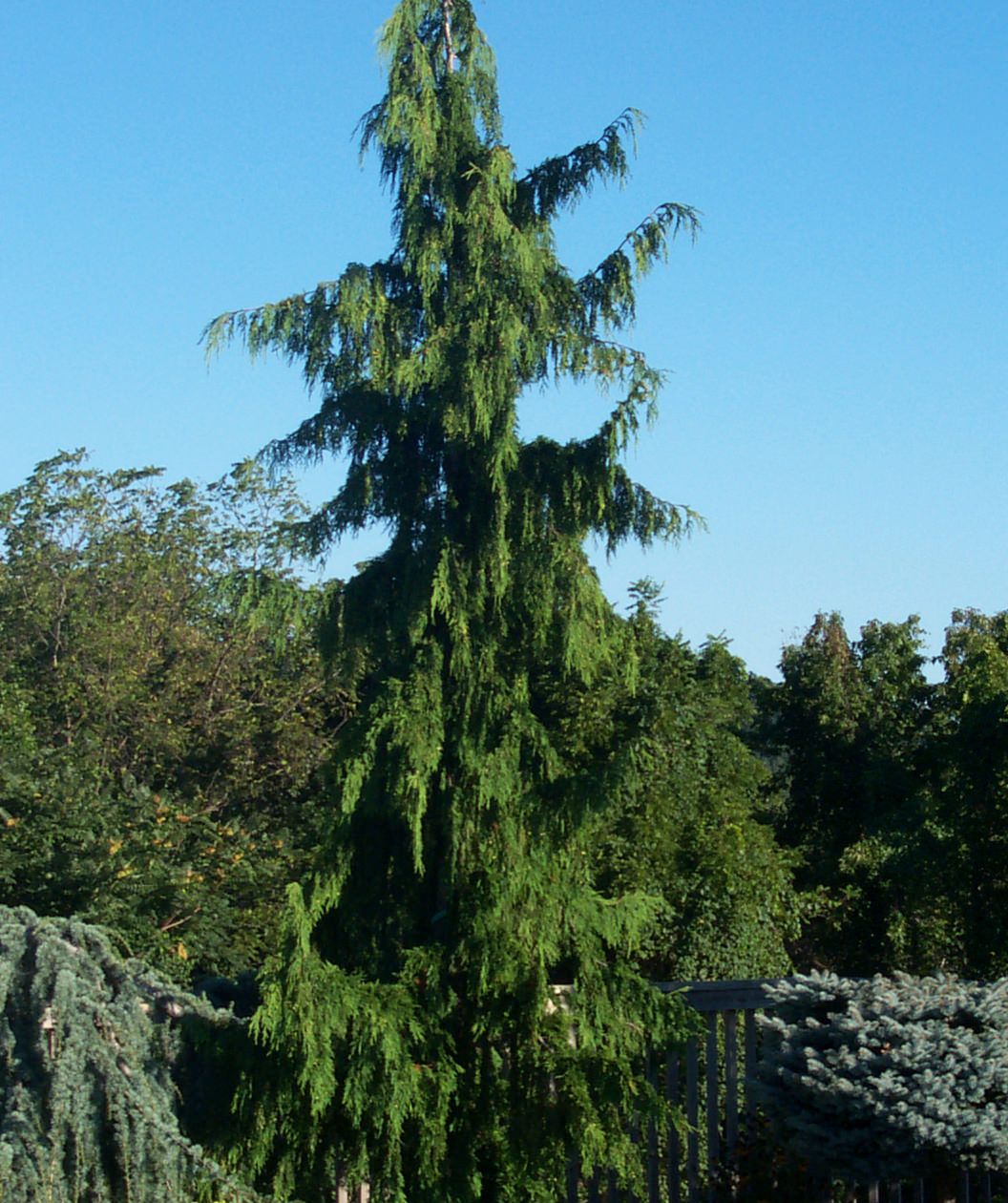 Weeping Alaskan Cedar