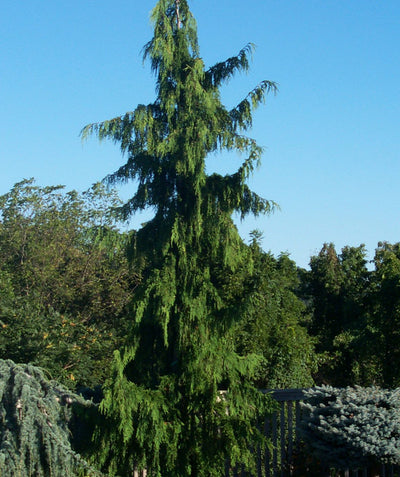A large Weeping Alaskan Cedar planted in a landscape, showing the gracefully weeping evergreen foliage on the branching.