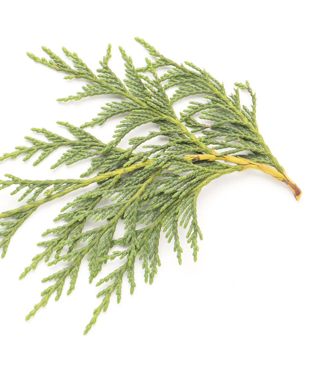 A cutting of the evergreen, blueish green foliage of the Weeping Alaskan Cedar against a white background