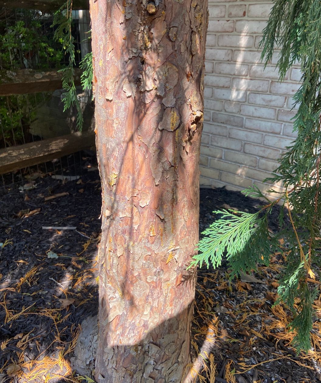 A closeup of the exfoliating bark of a Weeping Alaskan Cedar planted in the landscape, showing off the grey, red, and brown colors