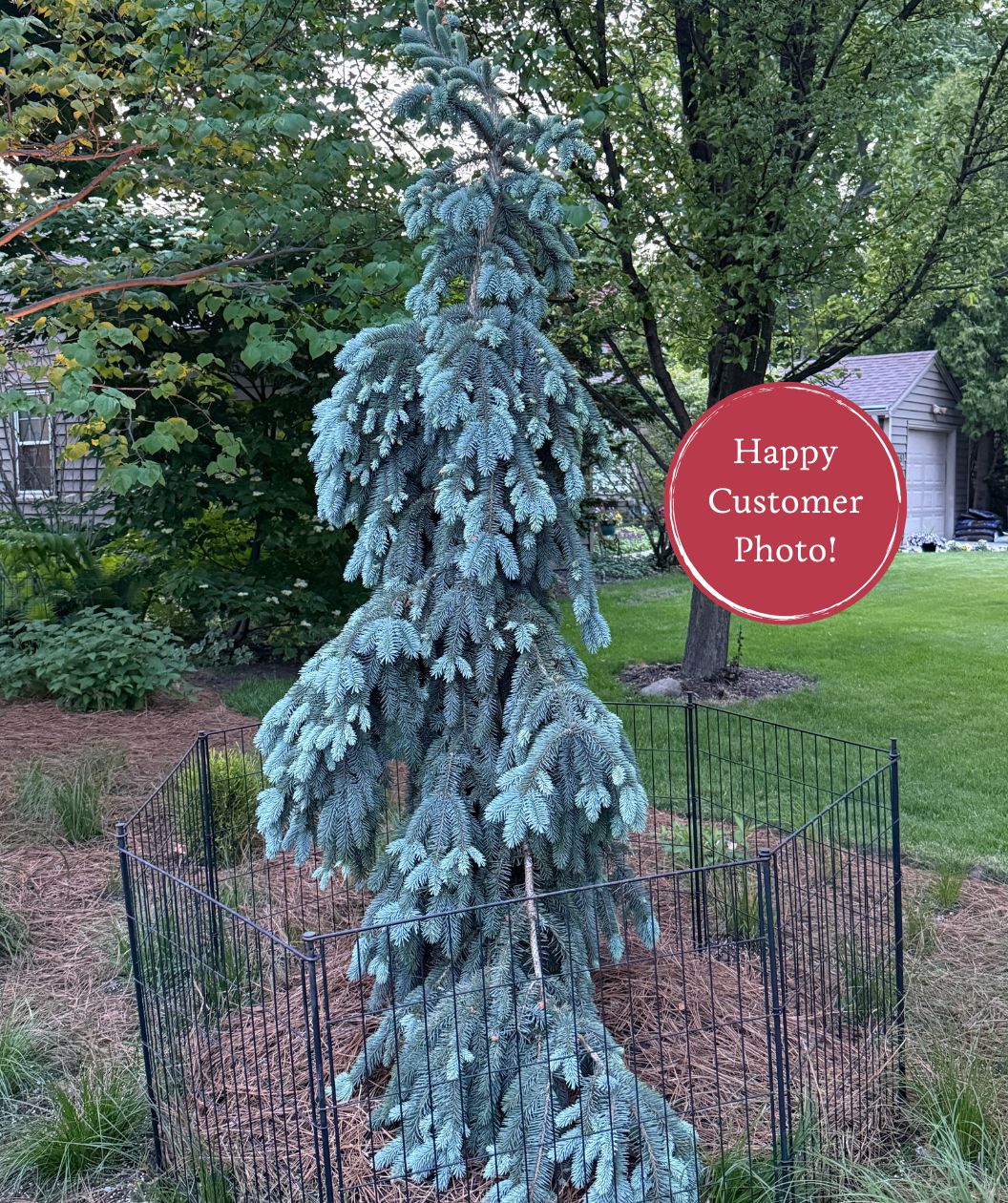 Customer photo of Colorado Weeping blue spruce