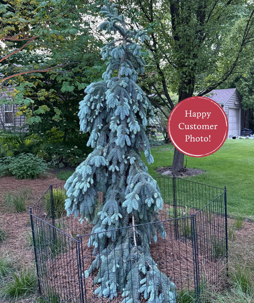 Customer photo of Colorado Weeping blue spruce