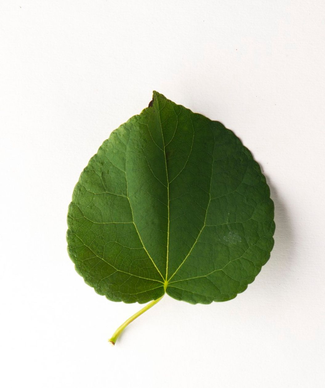 A single heart-shaped, green leave of the Weeping Katsura Tree on a white background. 