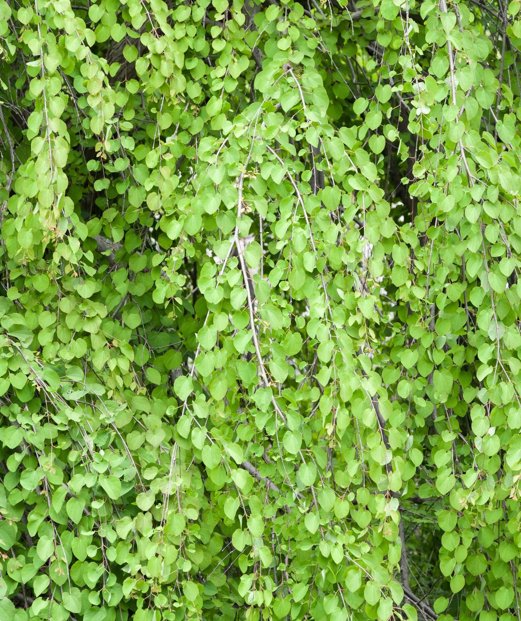 The cascading branches of the Weeping Katsura Tree covered in the bright green leaves.