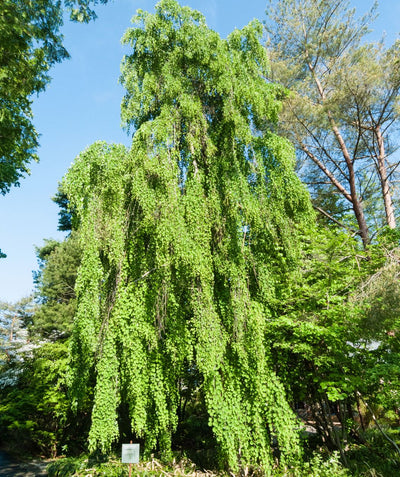 A mature Weeping Katsura planted in a landscape showing off its beautiful weeping, bright green foliage. 
