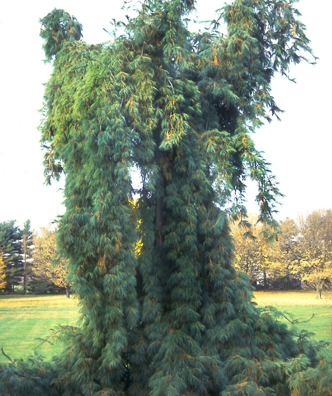 Weeping Eastern White Pine with cascading evergreen branches growing in an open lawn landscape