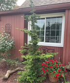 A tall Well's Special Hinoki planted in a landscape, the bright to dark green foliage popping against a red house