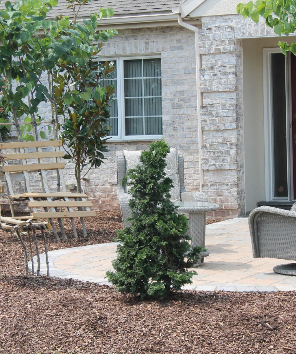 A Well's Special Hinoki planted in a landscape around a patio sitting area, covered in the dark green, evergreen foliage
