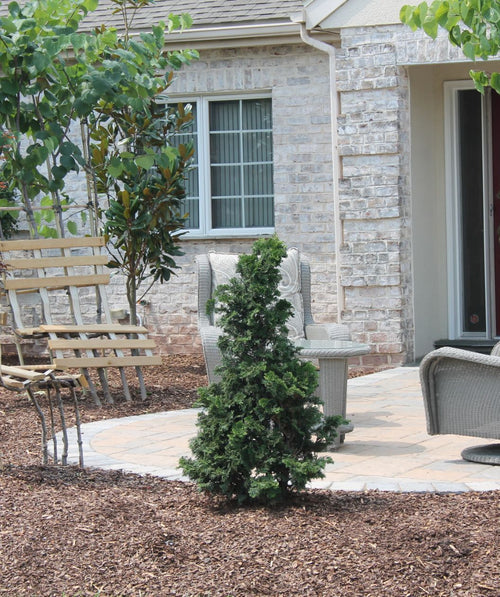 A Well's Special Hinoki planted in a landscape around a patio sitting area, covered in the dark green, evergreen foliage