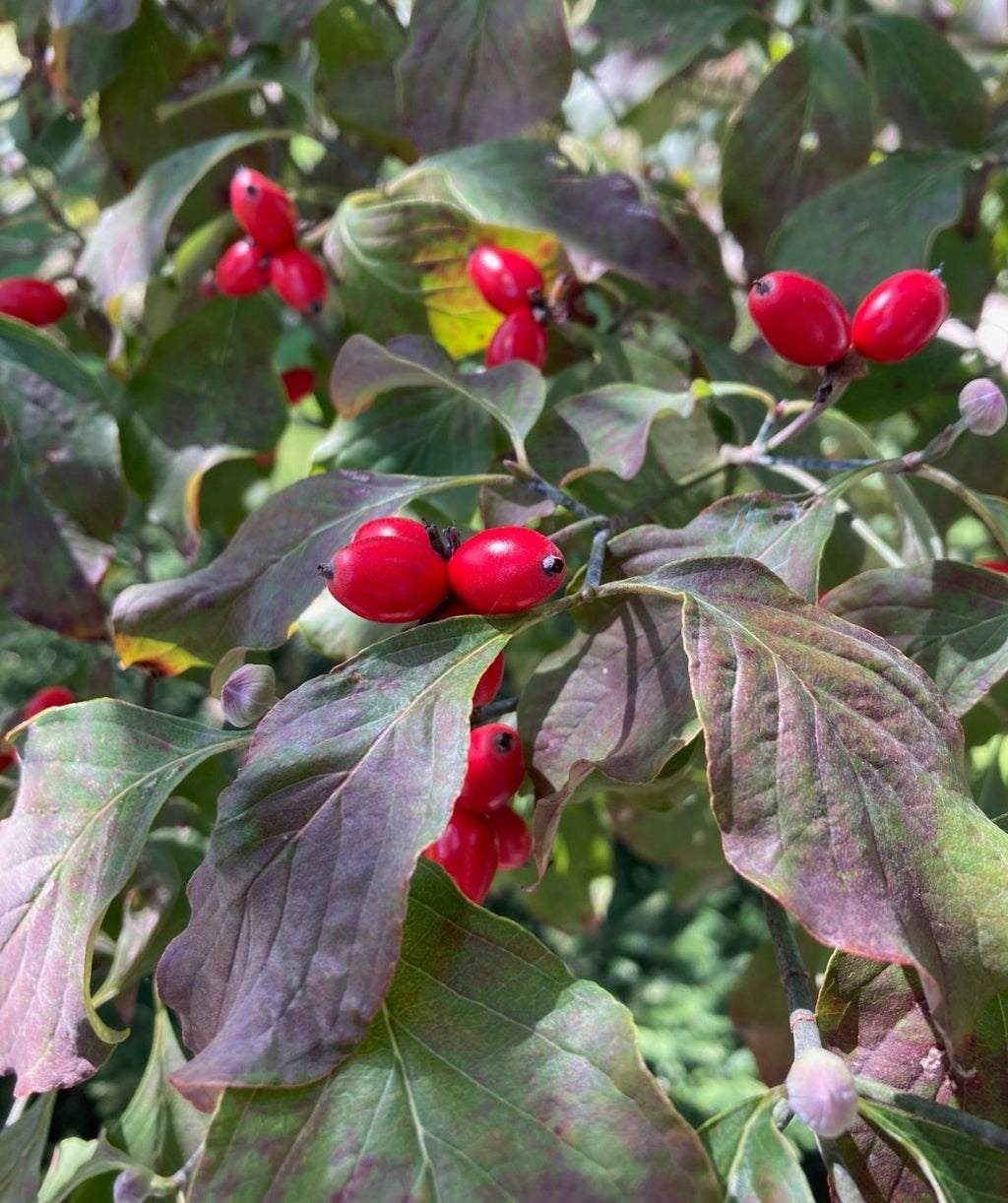The Christmas-red oblong berries of the White Flowering Dogwood against the foliage as it begins to transition to the fall colors of red and maroon