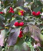 The Christmas-red oblong berries of the White Flowering Dogwood against the foliage as it begins to transition to the fall colors of red and maroon