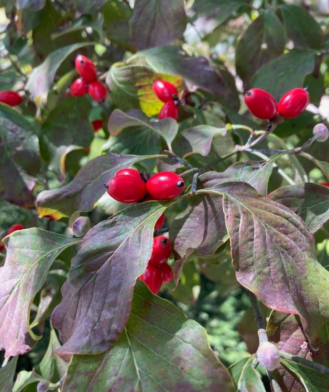The Christmas-red oblong berries of the White Flowering Dogwood against the foliage as it begins to transition to the fall colors of red and maroon