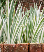 White Variegated foliage on a White Variegated Purple Iris