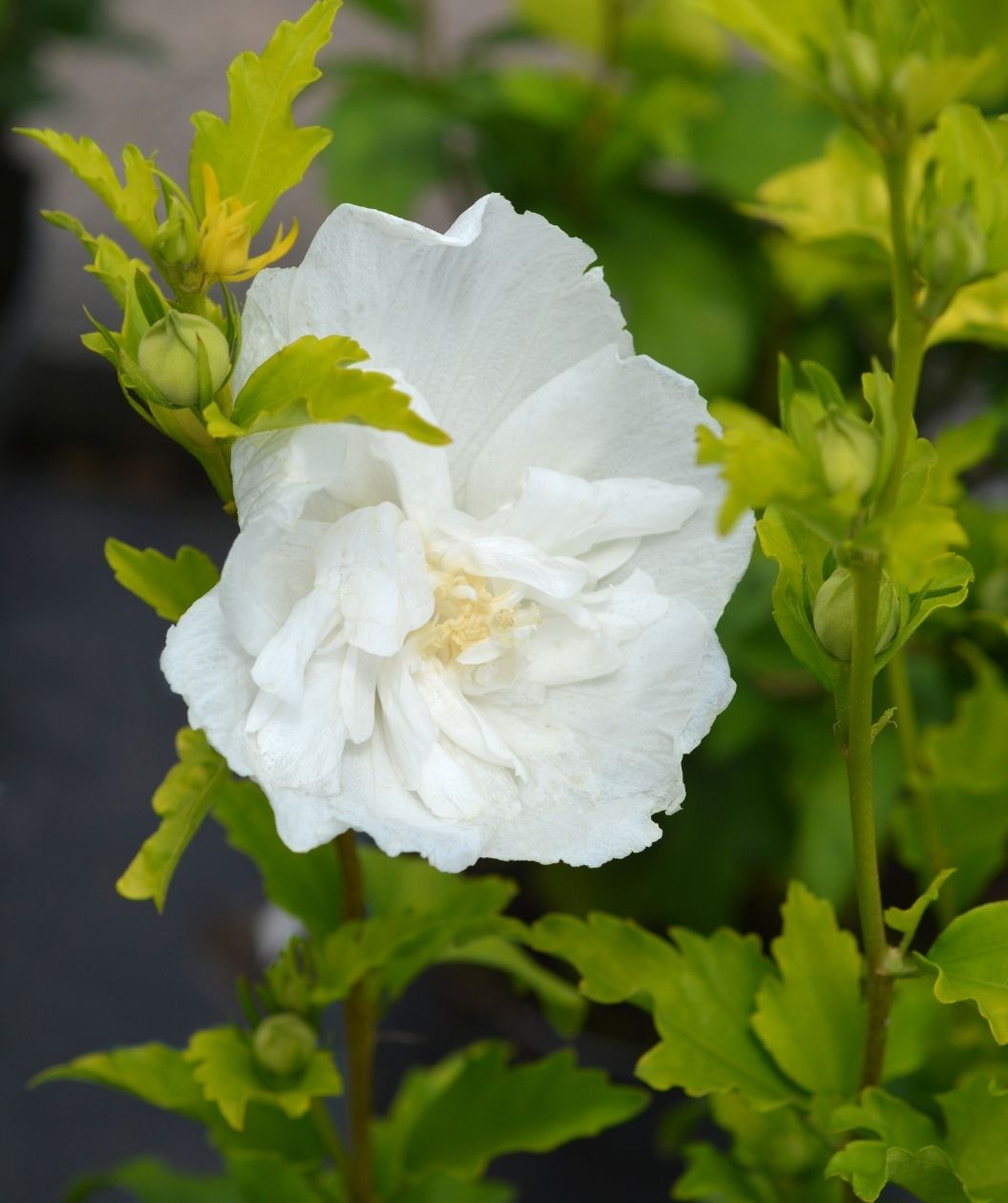 Close up of the White Chiffon Rose of Sharon with pure white petals against the lime green leaves and stem.