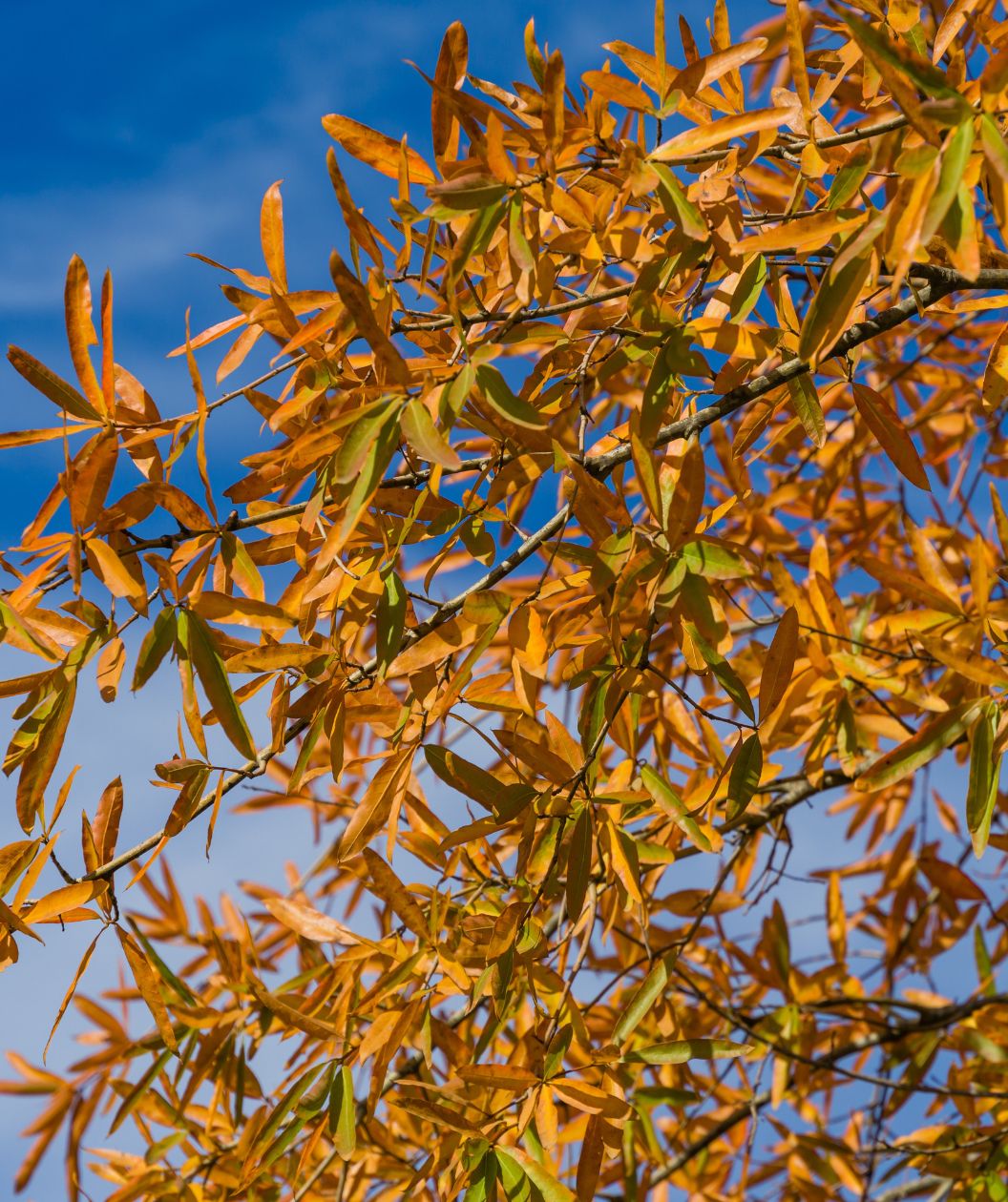 A closeup of the long, thin leaves of the Willow Oak as they begin to transition to the bright orange-yellow fall color against the blue sky