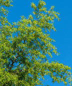 A view of the long and thin, bright green leaves of the Willow Oak against the deep blue sky