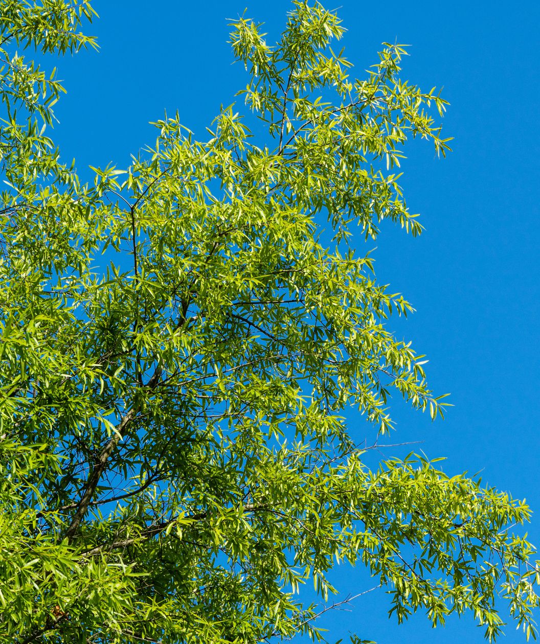 A view of the long and thin, bright green leaves of the Willow Oak against the deep blue sky