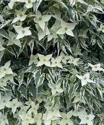 A closeup of the white edged leaves with a deep green center of the Wolf Eyes Variegated Dogwood, showing the cream colored flower petals that have white variegated edges as well 