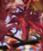 A closeup of the Worplesdon Sweetgum foliage, showing of the bright red and orange fall color