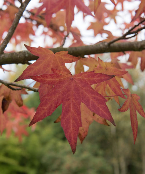 A closeup of the Worplesdon Sweetgum foliage, showing of the bright red and orange fall color