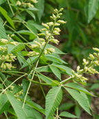 A closeup of the canary yellow, panicle shaped flowers of the Yellow Buckeye tree with the long, oblong shaped green leaves in the background
