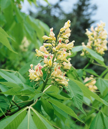 A closeup of the canary yellow, panicle shaped flowers of the Yellow Buckeye tree with the long, oblong shaped green leaves in the background