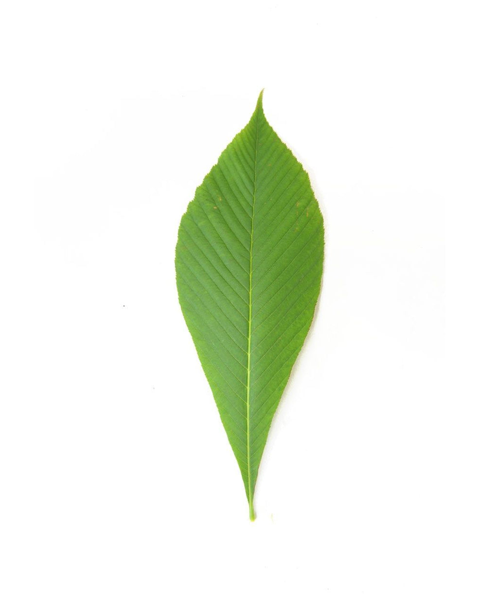 A single bright green, oblong shaped leaf of the Yellow Buckeye on a white background