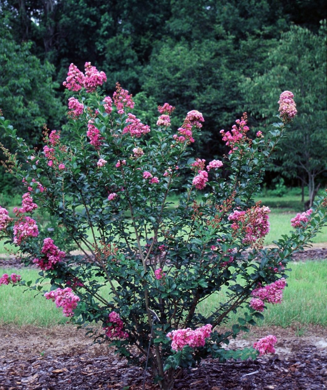 Zuni Crape Myrtle