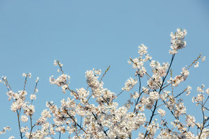 Blooming trees for your landscape delivered direct to your door