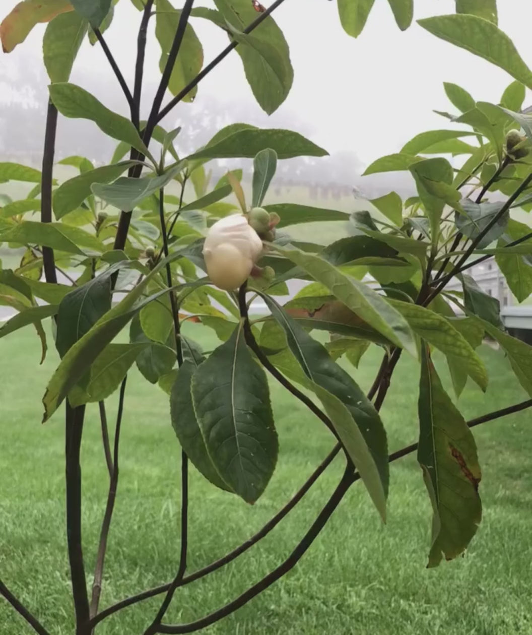 A time-lapsed video of the delicate white bloom of the Franklin Tree opening up. 