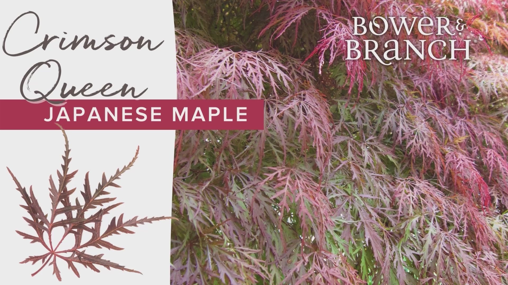 メープルページ♡ Crimson Queen Threadleaf Japanese Maple | Bower & Branch