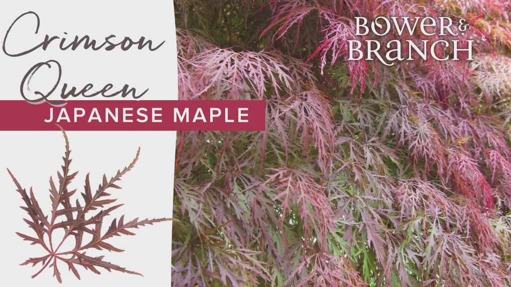 Overview of the Crimson Queen Japanese Maple Laceleaf