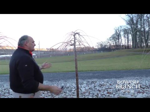 Founder Don of Bower & Branch explains how to prune a Weeping Cherry Tree