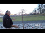 Founder Don of Bower & Branch explains how to prune a Weeping Cherry Tree